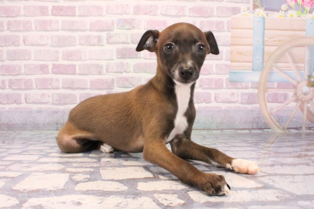 奈良県のイタリアングレーハウンド (Coo&RIKU奈良新庄店/2025年9月25日生まれ/男の子/シールホワイト)の子犬の2枚目の画像