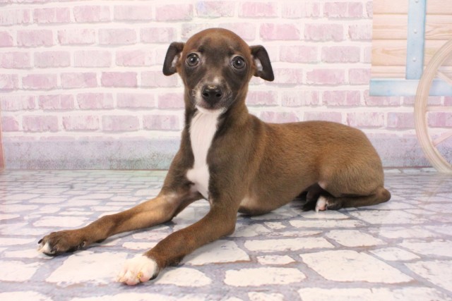 奈良県のイタリアングレーハウンド (Coo&RIKU奈良新庄店/2025年9月25日生まれ/男の子/シールホワイト)の子犬の3枚目の画像