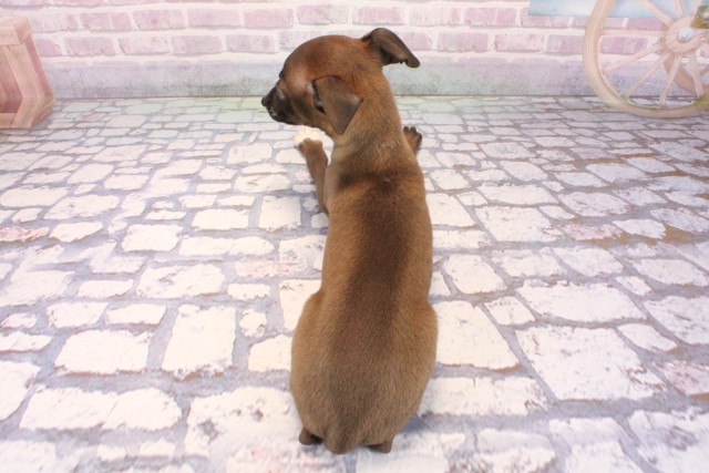 奈良県のイタリアングレーハウンド (Coo&RIKU奈良新庄店/2025年9月25日生まれ/男の子/シールホワイト)の子犬の4枚目の画像