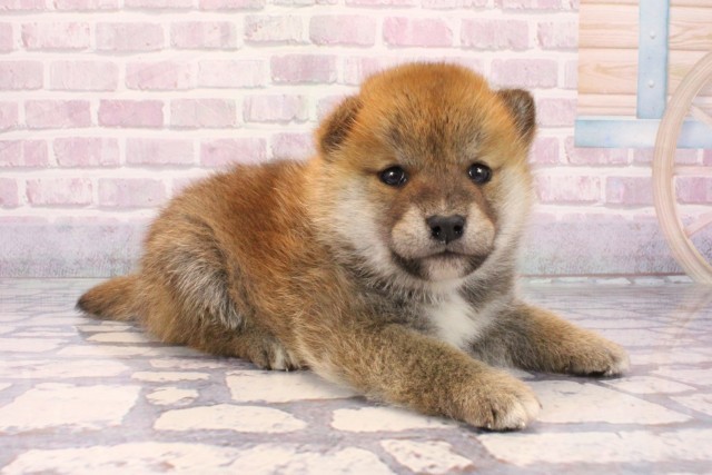 兵庫県の柴犬(標準サイズ) (Coo&RIKU姫路店/2025年9月25日生まれ/男の子/赤)の子犬の2枚目の画像