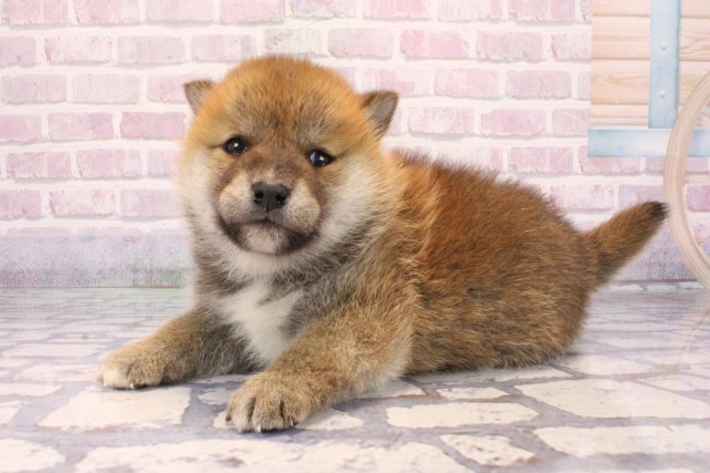 兵庫県の柴犬(標準サイズ) (Coo&RIKU姫路店/2025年9月25日生まれ/男の子/赤)の子犬の3枚目の画像