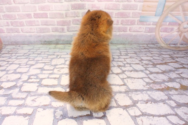 兵庫県の柴犬(標準サイズ) (Coo&RIKU姫路店/2025年9月25日生まれ/男の子/赤)の子犬の4枚目の画像