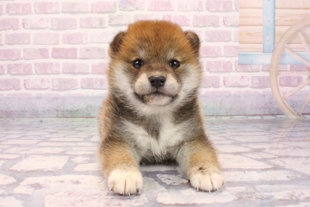 大阪府の柴犬(標準サイズ) (Coo&RIKU寝屋川店/2025年9月25日生まれ/女の子/赤)の子犬の1枚目の画像