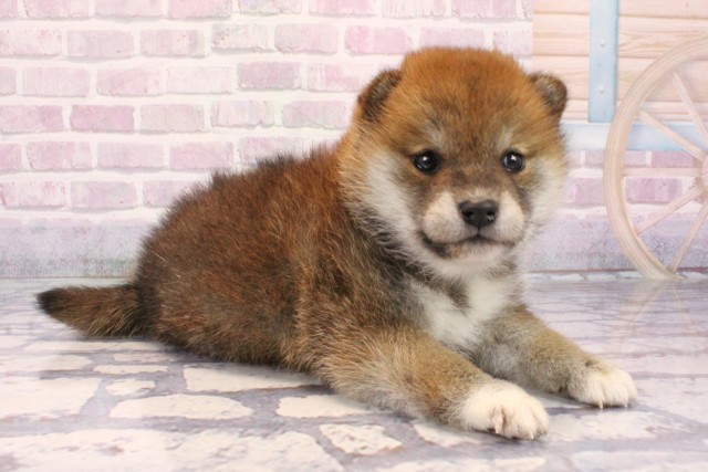 大阪府の柴犬(標準サイズ) (Coo&RIKU寝屋川店/2025年9月25日生まれ/女の子/赤)の子犬の2枚目の画像