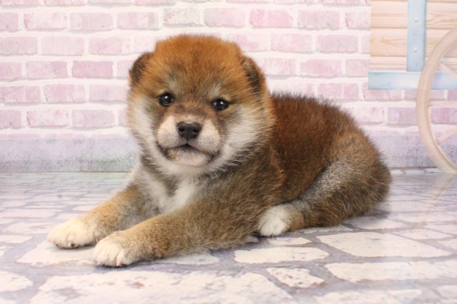 大阪府の柴犬(標準サイズ) (Coo&RIKU寝屋川店/2025年9月25日生まれ/女の子/赤)の子犬の3枚目の画像