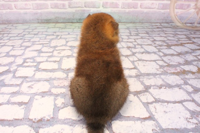 大阪府の柴犬(標準サイズ) (Coo&RIKU寝屋川店/2025年9月25日生まれ/女の子/赤)の子犬の4枚目の画像