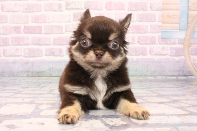 大阪府のチワワ(ロング) (Coo&RIKU梅田店/2025年9月23日生まれ/女の子/チョコレートクリーム)の子犬の1枚目の画像