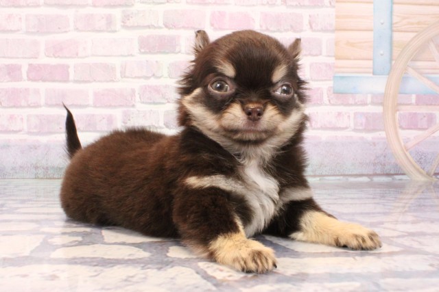 大阪府のチワワ(ロング) (Coo&RIKU梅田店/2025年9月23日生まれ/女の子/チョコレートクリーム)の子犬の2枚目の画像