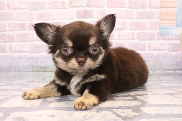 大阪府のチワワ(ロング) (Coo&RIKU梅田店/2025年9月23日生まれ/女の子/チョコレートクリーム)の子犬の3枚目の画像