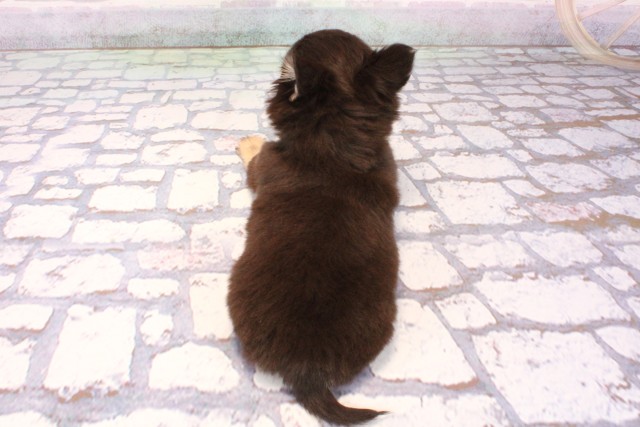 大阪府のチワワ(ロング) (Coo&RIKU梅田店/2025年9月23日生まれ/女の子/チョコレートクリーム)の子犬の4枚目の画像