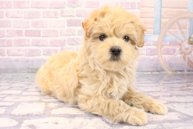 大阪府のマルプー(マルチーズ×プードル) (Coo&RIKU寝屋川店/2025年9月23日生まれ/女の子/クリーム)の子犬の2枚目の画像