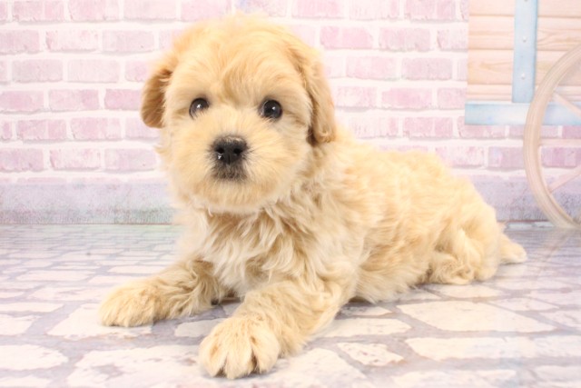 大阪府のマルプー(マルチーズ×プードル) (Coo&RIKU寝屋川店/2025年9月23日生まれ/女の子/クリーム)の子犬の3枚目の画像