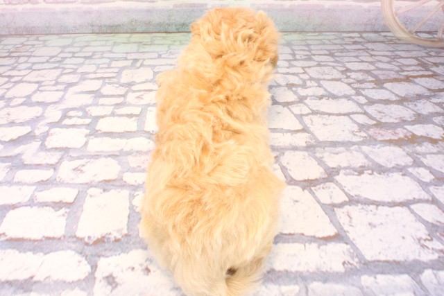 大阪府のマルプー(マルチーズ×プードル) (Coo&RIKU寝屋川店/2025年9月23日生まれ/女の子/クリーム)の子犬の4枚目の画像