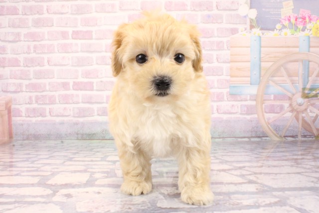 兵庫県のマルプー(マルチーズ×プードル) (Coo&RIKU丹波店/2025年9月23日生まれ/男の子/クリーム)の子犬の1枚目の画像