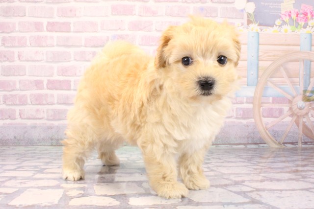 兵庫県のマルプー(マルチーズ×プードル) (Coo&RIKU丹波店/2025年9月23日生まれ/男の子/クリーム)の子犬の2枚目の画像