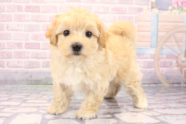 兵庫県のマルプー(マルチーズ×プードル) (Coo&RIKU丹波店/2025年9月23日生まれ/男の子/クリーム)の子犬の3枚目の画像