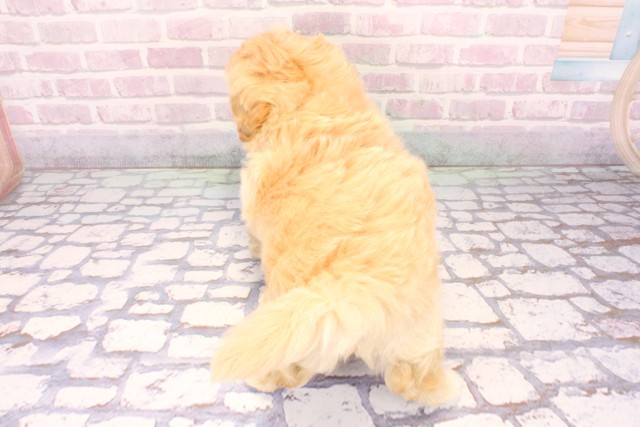 兵庫県のマルプー(マルチーズ×プードル) (Coo&RIKU丹波店/2025年9月23日生まれ/男の子/クリーム)の子犬の4枚目の画像