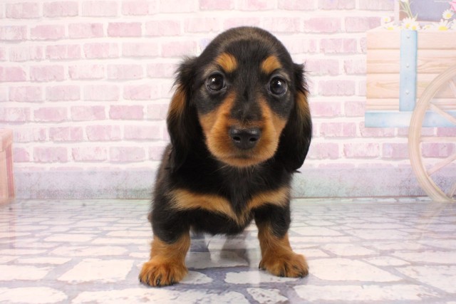 兵庫県のミニチュアダックスフンド(ロング) (Coo&RIKU神戸垂水店/2025年9月24日生まれ/男の子/ブラックタン)の子犬の1枚目の画像