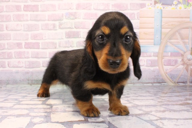 兵庫県のミニチュアダックスフンド(ロング) (Coo&RIKU神戸垂水店/2025年9月24日生まれ/男の子/ブラックタン)の子犬の2枚目の画像