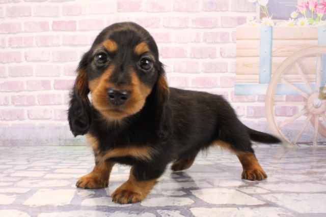 兵庫県のミニチュアダックスフンド(ロング) (Coo&RIKU神戸垂水店/2025年9月24日生まれ/男の子/ブラックタン)の子犬の3枚目の画像