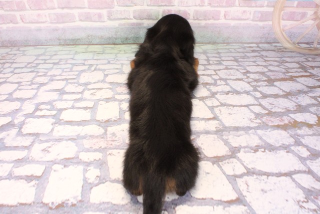 兵庫県のミニチュアダックスフンド(ロング) (Coo&RIKU神戸垂水店/2025年9月24日生まれ/男の子/ブラックタン)の子犬の4枚目の画像