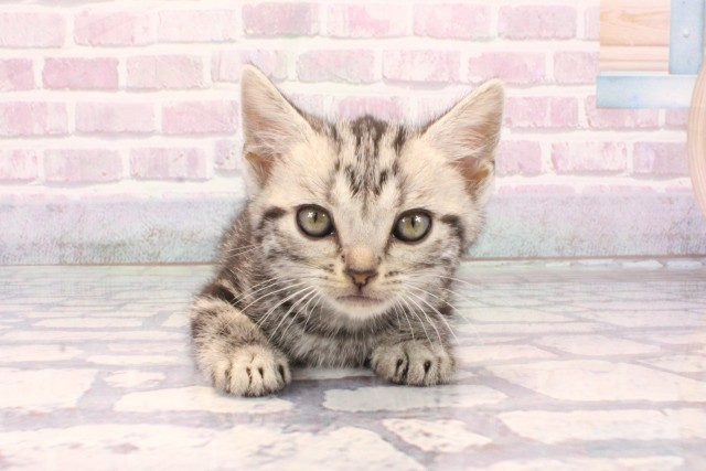 兵庫県のアメリカンショートヘアー (Coo&RIKU神戸三宮店/2025年9月25日生まれ/男の子/シルバークラシックタビー)の子猫