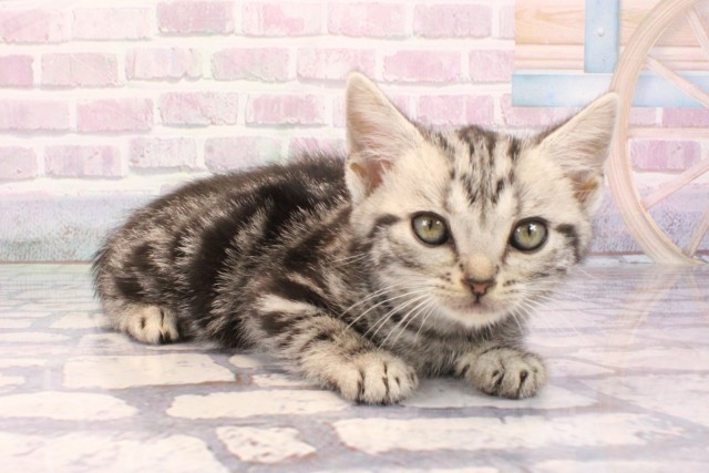 兵庫県のアメリカンショートヘアー (Coo&RIKU神戸三宮店/2025年9月25日生まれ/男の子/シルバークラシックタビー)の子猫の2枚目の画像