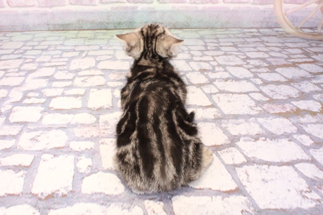 兵庫県のアメリカンショートヘアー (Coo&RIKU神戸三宮店/2025年9月25日生まれ/男の子/シルバークラシックタビー)の子猫の4枚目の画像