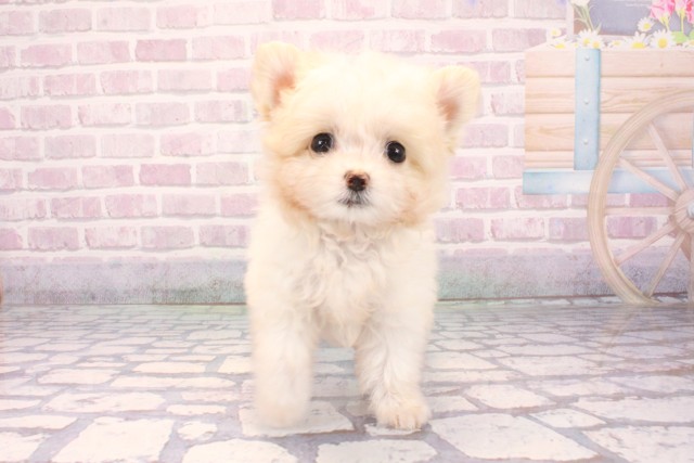 兵庫県のポメマル/マルポメ(ポメラニアン×マルチーズ) (Coo&RIKU丹波店/2025年9月18日生まれ/男の子/ホワイトレッド)の子犬の1枚目の画像