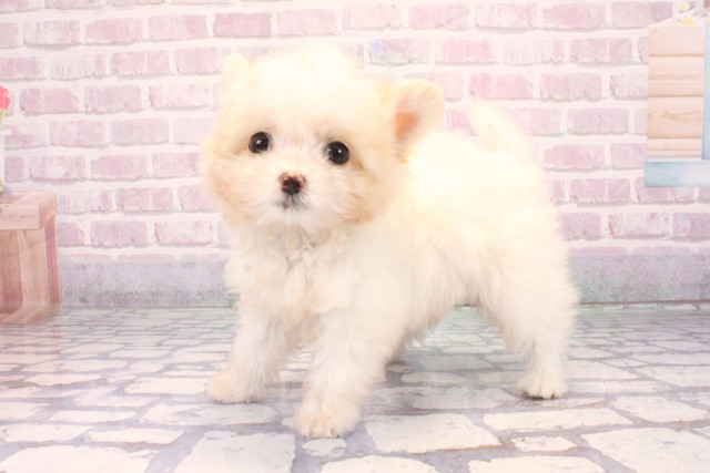 兵庫県のポメマル/マルポメ(ポメラニアン×マルチーズ) (Coo&RIKU丹波店/2025年9月18日生まれ/男の子/ホワイトレッド)の子犬の2枚目の画像