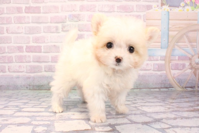 兵庫県のポメマル/マルポメ(ポメラニアン×マルチーズ) (Coo&RIKU丹波店/2025年9月18日生まれ/男の子/ホワイトレッド)の子犬の3枚目の画像