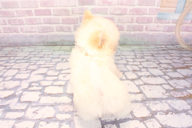 兵庫県のポメマル/マルポメ(ポメラニアン×マルチーズ) (Coo&RIKU丹波店/2025年9月18日生まれ/男の子/ホワイトレッド)の子犬の4枚目の画像
