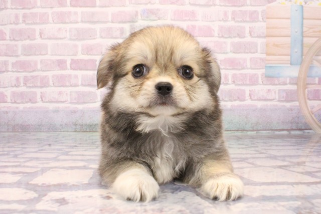 大阪府のチワワ(ロング) (Coo&RIKU枚方店/2025年9月20日生まれ/男の子/フォーンホワイト)の子犬