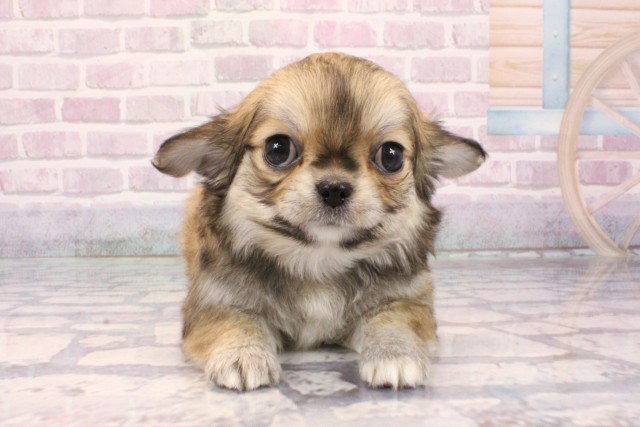 兵庫県のチワワ(ロング) (Coo&RIKU神戸三宮店/2025年9月23日生まれ/女の子/レッド)の子犬