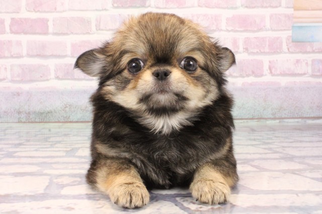 大阪府のチワワ(ロング) (Coo&RIKU心斎橋店/2025年9月23日生まれ/男の子/セーブル)の子犬の1枚目の画像