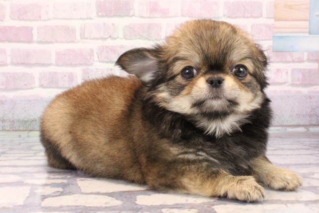 大阪府のチワワ(ロング) (Coo&RIKU心斎橋店/2025年9月23日生まれ/男の子/セーブル)の子犬の2枚目の画像