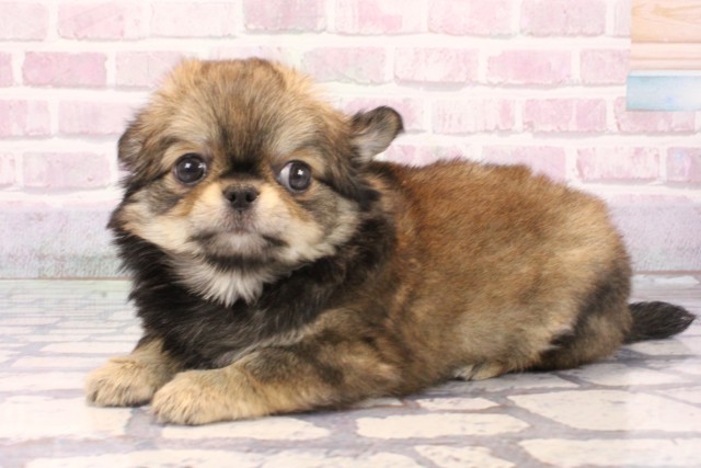 大阪府のチワワ(ロング) (Coo&RIKU心斎橋店/2025年9月23日生まれ/男の子/セーブル)の子犬の3枚目の画像