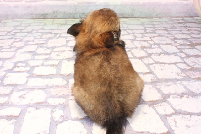 大阪府のチワワ(ロング) (Coo&RIKU心斎橋店/2025年9月23日生まれ/男の子/セーブル)の子犬の4枚目の画像