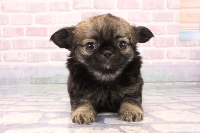 奈良県のチワワ(ロング) (Coo&RIKU奈良新庄店/2025年9月23日生まれ/男の子/セーブル)の子犬の1枚目の画像