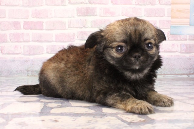 奈良県のチワワ(ロング) (Coo&RIKU奈良新庄店/2025年9月23日生まれ/男の子/セーブル)の子犬の2枚目の画像