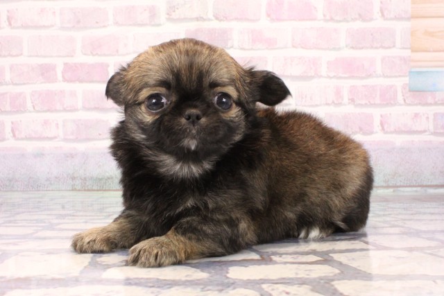 奈良県のチワワ(ロング) (Coo&RIKU奈良新庄店/2025年9月23日生まれ/男の子/セーブル)の子犬の3枚目の画像