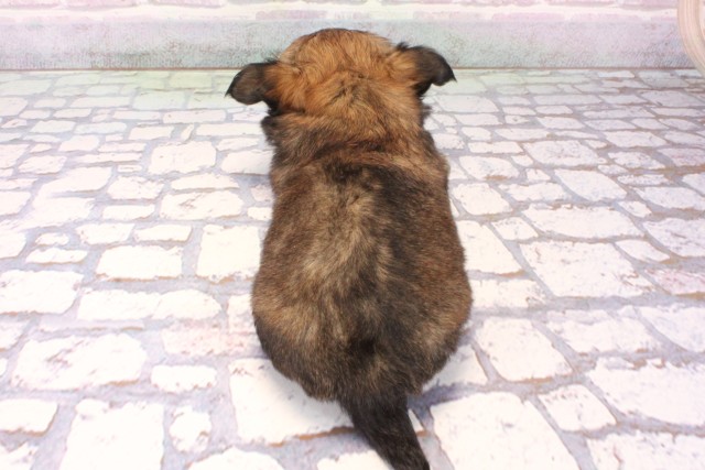 奈良県のチワワ(ロング) (Coo&RIKU奈良新庄店/2025年9月23日生まれ/男の子/セーブル)の子犬の4枚目の画像