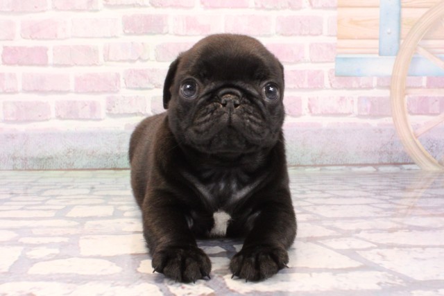 兵庫県のパグ (Coo&RIKU神戸三宮店/2025年9月25日生まれ/男の子/ブラック)の子犬の1枚目の画像