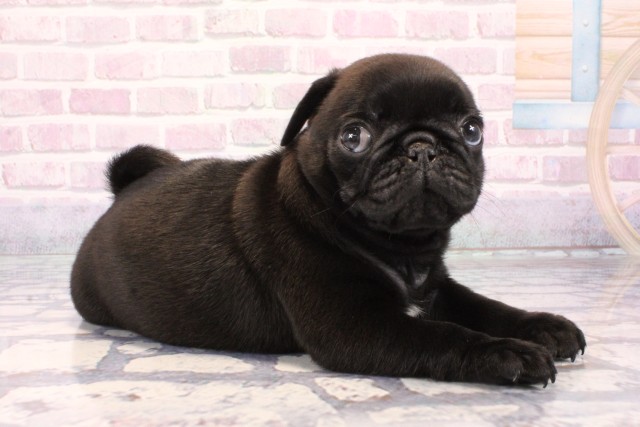 兵庫県のパグ (Coo&RIKU神戸三宮店/2025年9月25日生まれ/男の子/ブラック)の子犬の2枚目の画像
