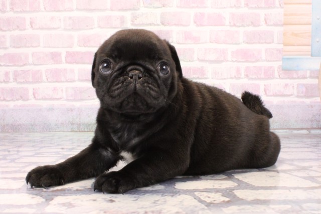 兵庫県のパグ (Coo&RIKU神戸三宮店/2025年9月25日生まれ/男の子/ブラック)の子犬の3枚目の画像