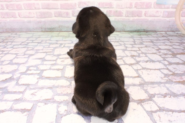 兵庫県のパグ (Coo&RIKU神戸三宮店/2025年9月25日生まれ/男の子/ブラック)の子犬の4枚目の画像