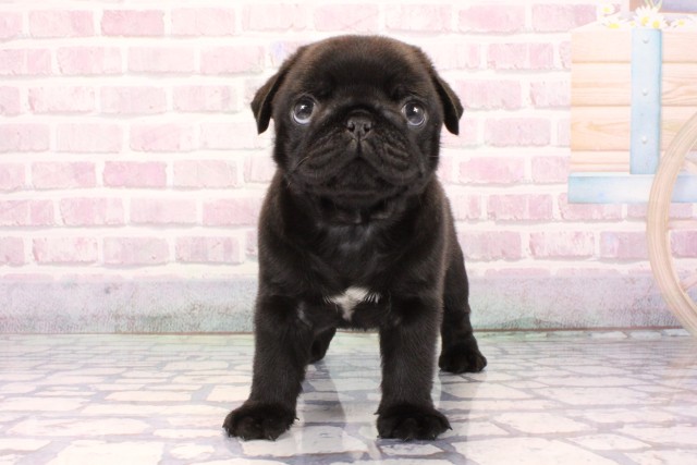 大阪府のパグ (Coo&RIKU梅田店/2025年9月25日生まれ/男の子/ブラック)の子犬の1枚目の画像