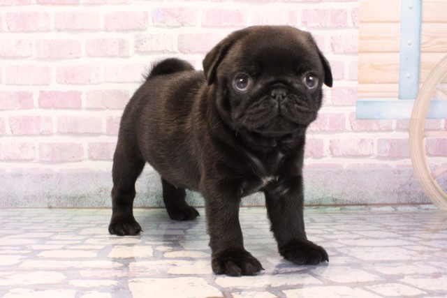 大阪府のパグ (Coo&RIKU梅田店/2025年9月25日生まれ/男の子/ブラック)の子犬の2枚目の画像