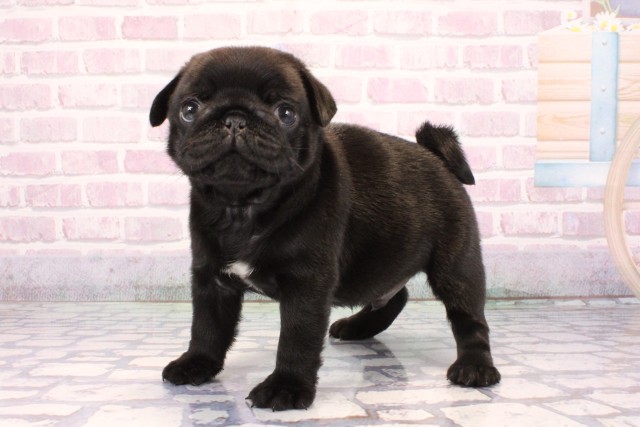 大阪府のパグ (Coo&RIKU梅田店/2025年9月25日生まれ/男の子/ブラック)の子犬の3枚目の画像