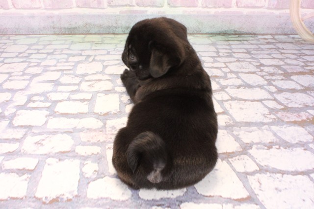 大阪府のパグ (Coo&RIKU梅田店/2025年9月25日生まれ/男の子/ブラック)の子犬の4枚目の画像